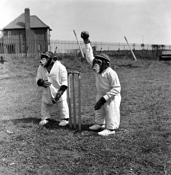 Animals Humour Monkeys playing Cricket. May 1953 D2836