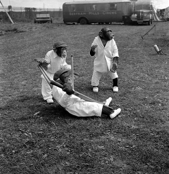 Animals Humour Monkeys playing Cricket. May 1953 D2836-001
