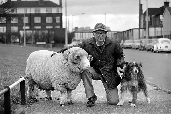 Animals: Humour: Nell the sheepdog takes Arnold the ram for his walkies