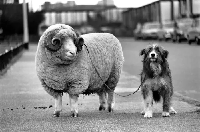 Framed Print : Animals: Humour: Nell the sheepdog takes Arnold the ram for his walkies