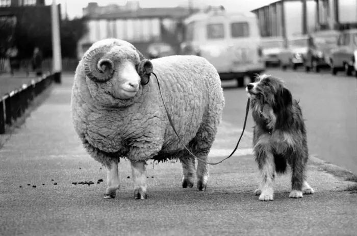Framed Print : Animals: Humour: Nell the sheepdog takes Arnold the ram for his walkies Framed Print : Animals: Humour: Nell the sheepdog takes Arnold the ram for his walkies