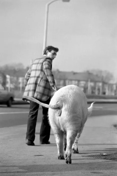 Framed Print : Animals: Humour. Porker Walker. Thorsten Kohrmann with Anna his performing pig between Framed Print : Animals: Humour. Porker Walker. Thorsten Kohrmann with Anna his performing pig between