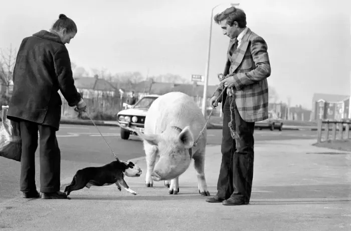 Framed Print : Animals: Humour. Porker Walker. Thorsten Kohrmann with Anna his performing pig between Framed Print : Animals: Humour. Porker Walker. Thorsten Kohrmann with Anna his performing pig between