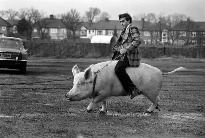 Framed Print : Animals: Humour. Porker Walker. Thorsten Kohrmann with Anna his performing pig between