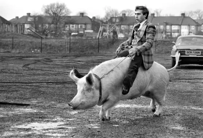 Framed Print : Animals: Humour. Porker Walker. Thorsten Kohrmann with Anna his performing pig between Framed Print : Animals: Humour. Porker Walker. Thorsten Kohrmann with Anna his performing pig between