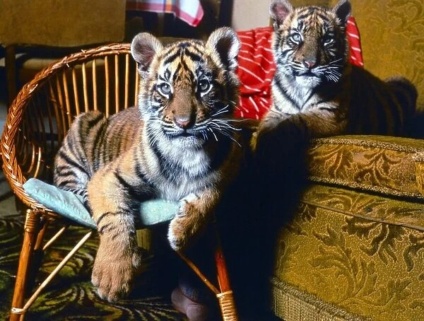 Animals - Indian Tiger Cubs at Lympne Zoo April 1988 A©mirrorpix