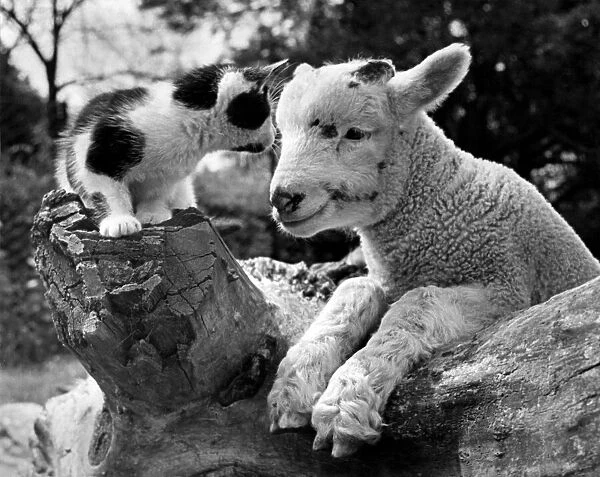 Animals, kitten and lamb at Chessington Zoo. September 1948 P000748