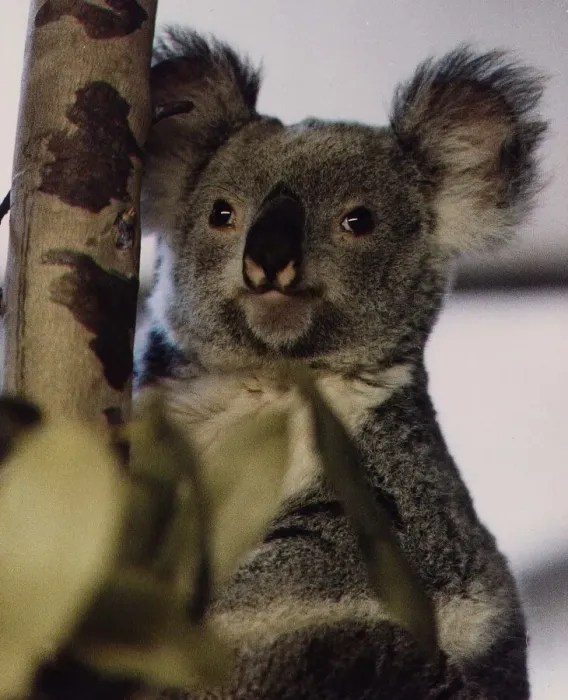 Framed Print : Animals Koala Bear Marsupials circa 1995