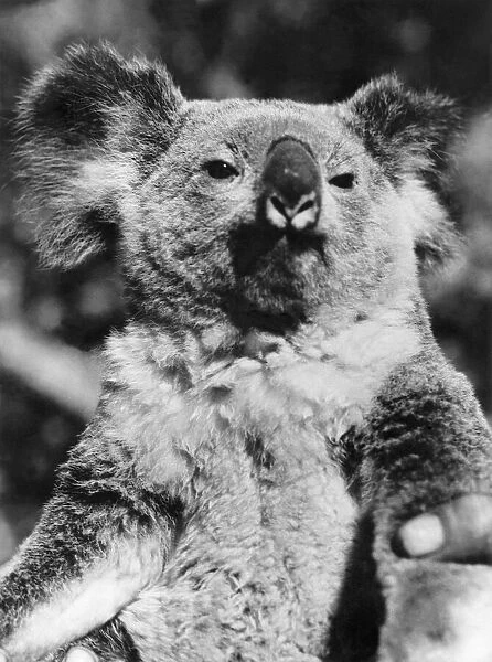 Animals Koala Bears. Look straight at the camera and smile, please
