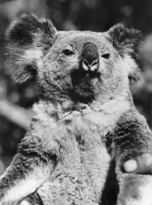 Framed Print : Animals Koala Bears. Look straight at the camera and smile, please
