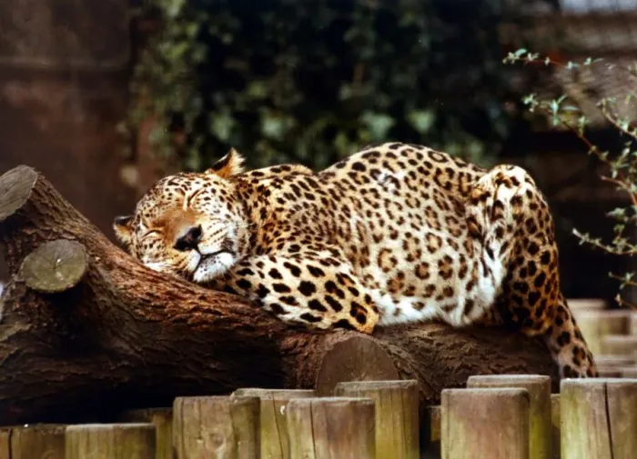Framed Print : Animals - Leopard Leopard asleep at London Zoo March 1989 Framed Print : Animals - Leopard Leopard asleep at London Zoo March 1989
