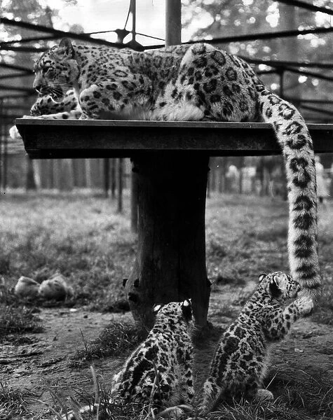 Animals Leopards August 1960 8 weeks olds Siberian snow Leopard cubs Boris