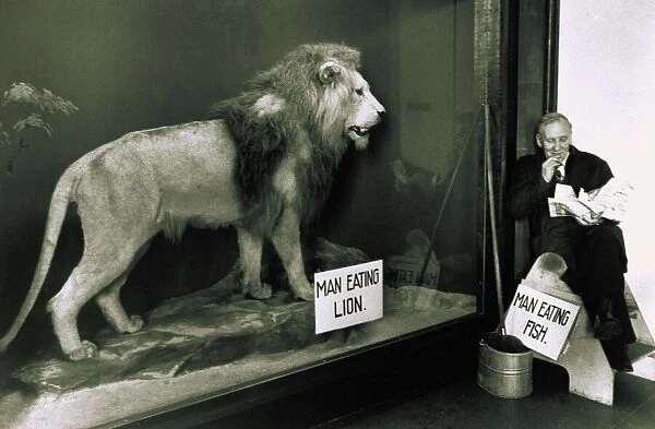 Animals: Lion in a glass cage watch man eating fish circa 1960