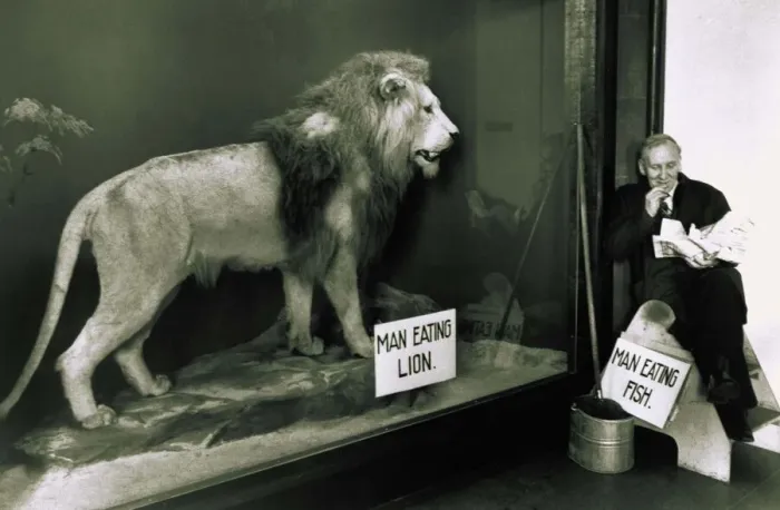 Framed Print : Animals: Lion in a glass cage watch man eating fish circa 1960 Framed Print : Animals: Lion in a glass cage watch man eating fish circa 1960