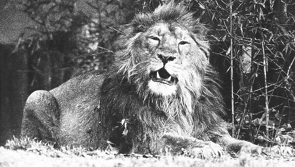 Animals Lion January 1993