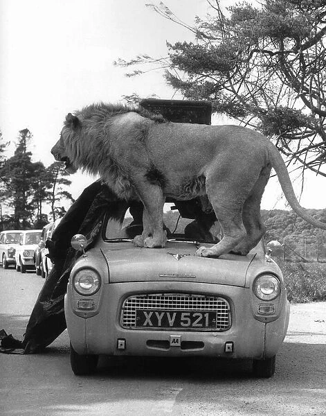 Animals Lions Big Cats A Lion jumps on to the bonnet of a Ford Prefect which bends
