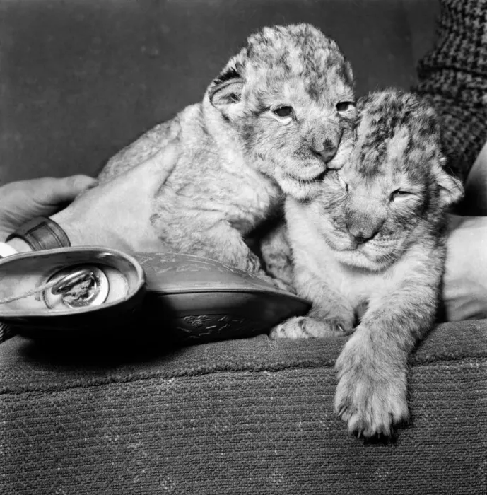Framed Print : Animals Lions: Newest arrivals at the Welsh Mountain Zoo Framed Print : Animals Lions: Newest arrivals at the Welsh Mountain Zoo
