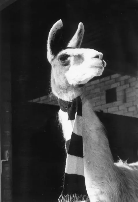 Framed Print : Animals Llama Prudence the 3 year old Llama feels the cold