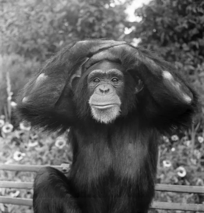 Framed Print : Animals at London Zoo. A Chimpanzee monkeys about before the chimps tea party Framed Print : Animals at London Zoo. A Chimpanzee monkeys about before the chimps tea party