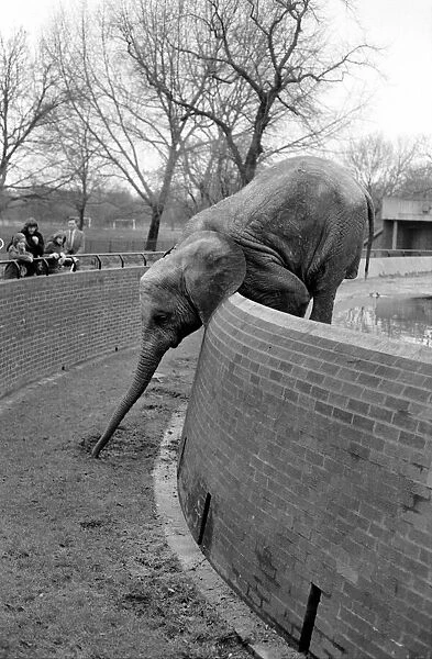 Animals. London Zoo: Elephant. January 1976 76-00002-019