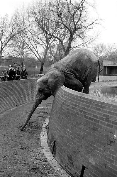 Animals. London Zoo: Elephant. January 1976 76-00002-020