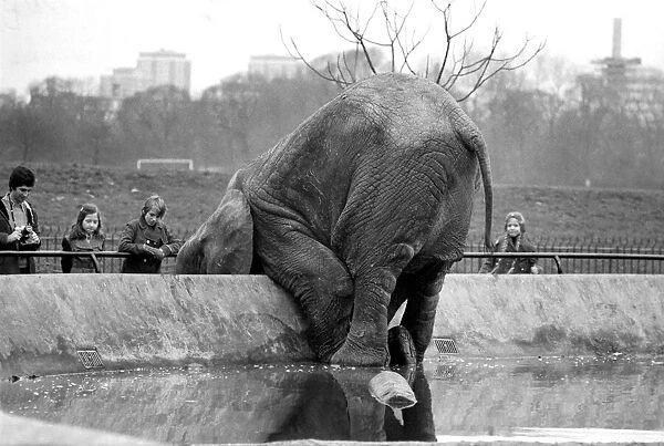 Animals. London Zoo: Elephant. January 1976 76-00002-009