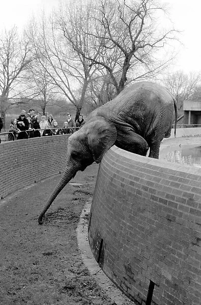 Animals. London Zoo: Elephant. January 1976 76-00002-021