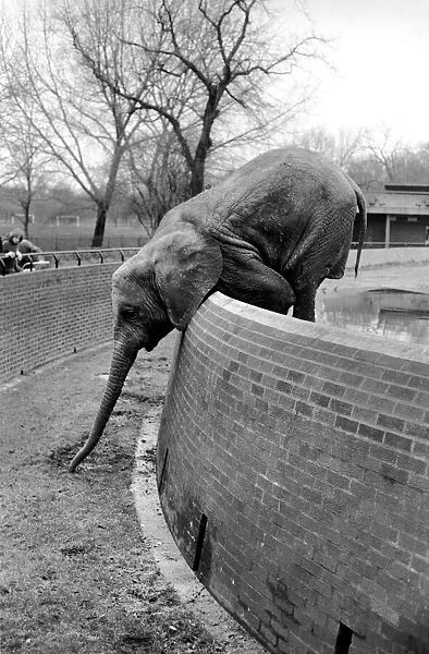 Animals. London Zoo: Elephant. January 1976 76-00002-018