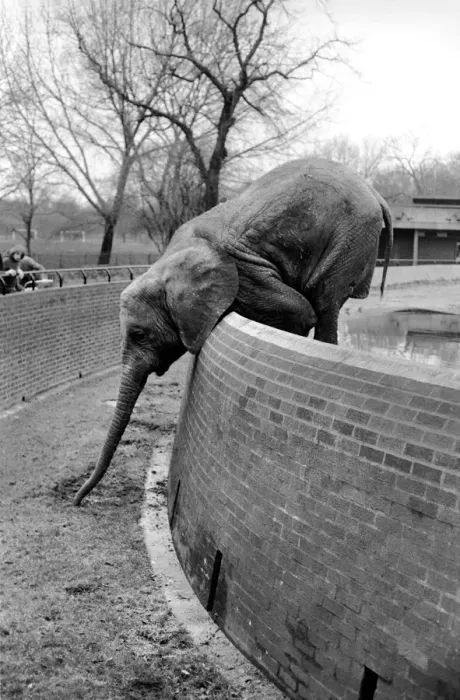 Framed Print : Animals. London Zoo: Elephant. January 1976 76-00002-018 Framed Print : Animals. London Zoo: Elephant. January 1976 76-00002-018