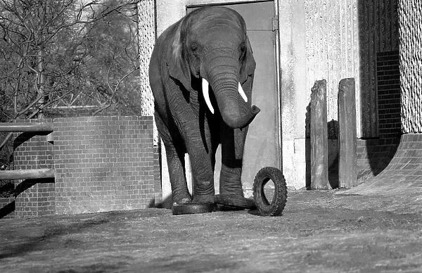 Animals: London Zoo: Elephant. January 1977 77-00026-014