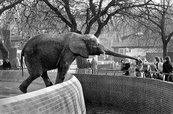 Animals: London Zoo: Elephant. January 1977 77-00026-009