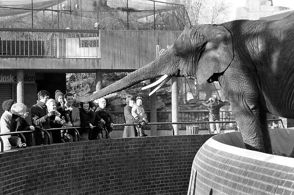 Animals: London Zoo: Elephant. January 1977 77-00026-003
