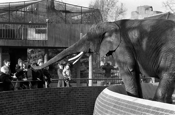 Animals: London Zoo: Elephant. January 1977 77-00026-002