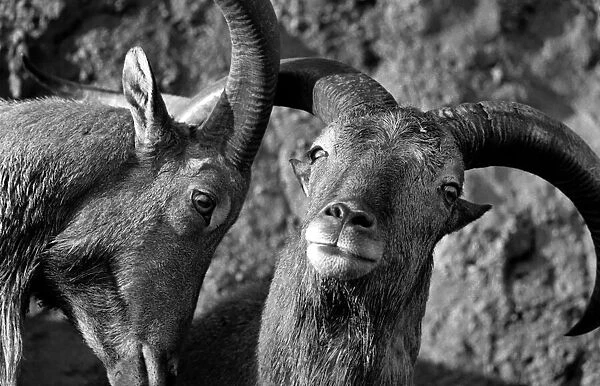 Animals: London Zoo: Goats. January 1977 77-00026-012