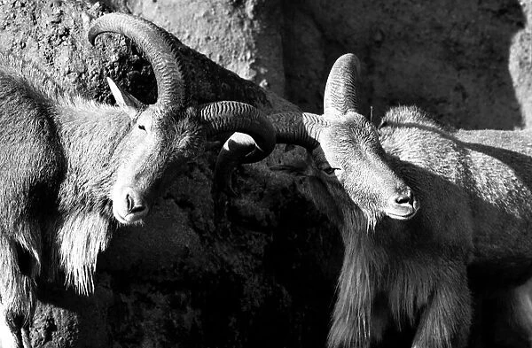 Animals: London Zoo: Goats. January 1977 77-00026-010