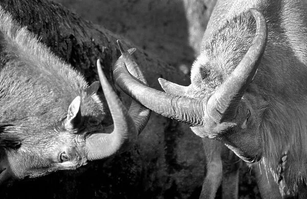 Animals: London Zoo: Goats. January 1977 77-00026-013