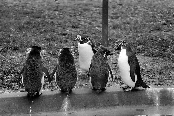 Animals. London Zoo. January 1976 76-00002-001 Penguin