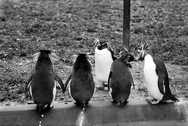 Animals: London Zoo. January 1976 76-00002-002 Penguin
