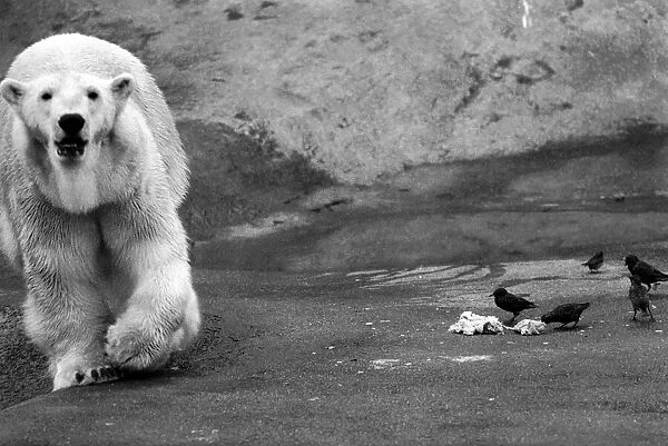 Animals. London Zoo. January 1976 76-00002-002