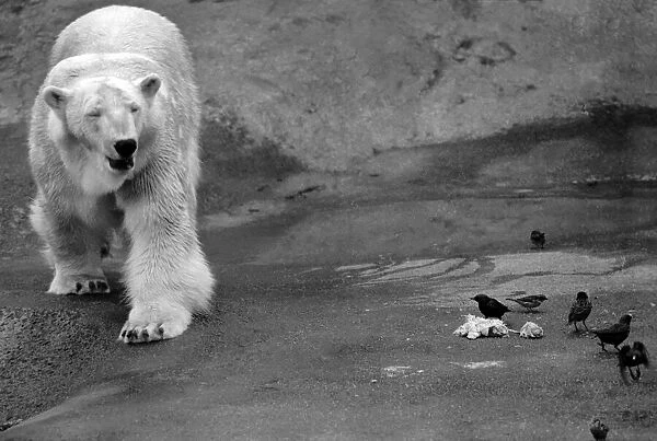 Animals. London Zoo. January 1976 76-00002-014