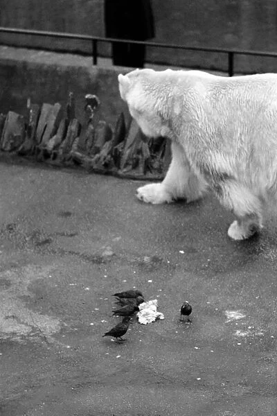 Animals. London Zoo. January 1976 76-00002-015