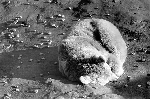 Animals: London Zoo: Polar Bear. January 1977 77-00026-001