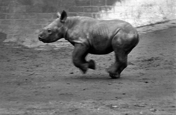 Animals. London Zoo: Rhino. January 1976 76-00002-028