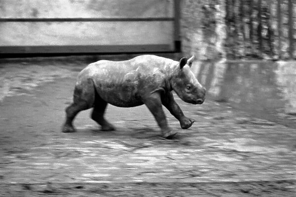 Animals. London Zoo: Rhino. January 1976 76-00002-025