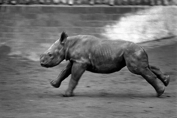 Animals. London Zoo: Rhino. January 1976 76-00002-024