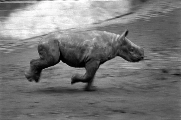 Animals. London Zoo: Rhino. January 1976 76-00002-023