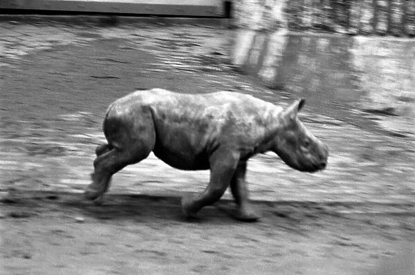 Animals. London Zoo: Rhino. January 1976 76-00002-022