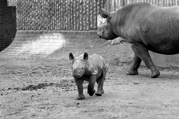 Animals. London Zoo: Rhino. January 1976 76-00002-005