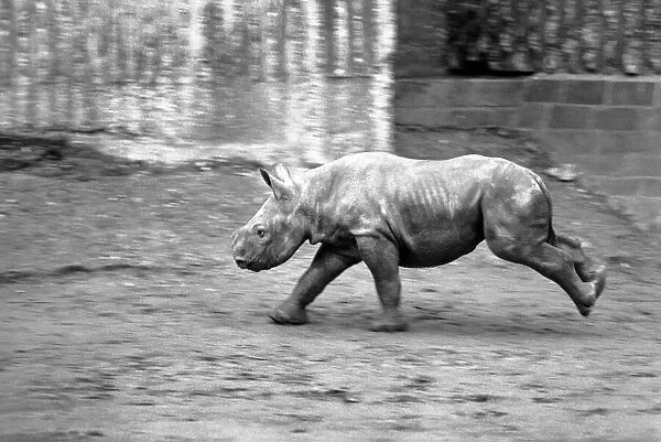 Animals. London Zoo: Rhino. January 1976 76-00002-013