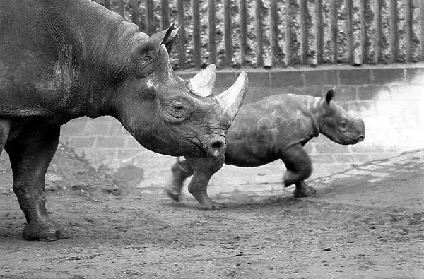 Animals. London Zoo: Rhino. January 1976 76-00002-011